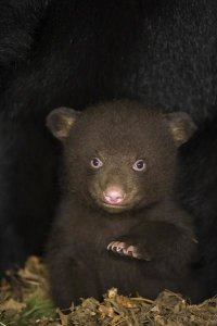 Suzi Eszterhas - Black Bear 7 week old cub in den