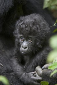 Suzi Eszterhas - Mountain Gorilla three month old infant, endangered, Parc National Des Volcans, Rwanda