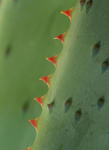 Tim Fitzharris - Cape Aloe spines