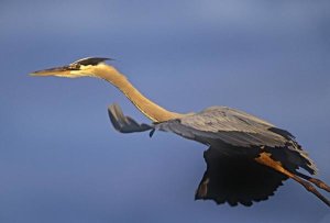 Tim Fitzharris - Great Blue Heron flying, North America