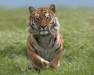 Tim Fitzharris - Siberian Tiger running, native to Russia