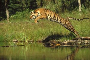 Tim Fitzharris - Siberian Tiger leaping across river, Asia