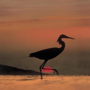 Tim Fitzharris - Little Egret silhouetted at sunset, Africa