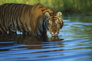 Tim Fitzharris - Siberian Tiger drinking in natural habitat