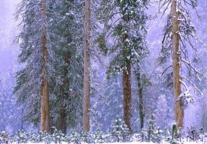 Tim Fitzharris - Winter in Yosemite National Park, California