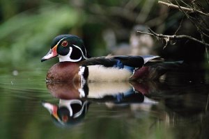 Tim Fitzharris - Wood Duck on water, British Columbia, Canada