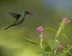 Tim Fitzharris - Sword-billed Hummingbird and insect, Ecuador