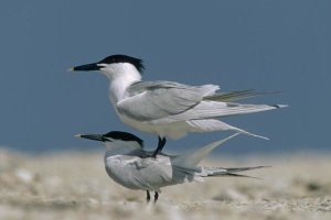 Tim Fitzharris - Sandwich Tern couple courting, North America