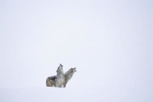 Tim Fitzharris - Timber Wolf pair howling in snow, North America