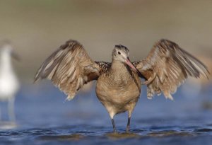 Tim Fitzharris - Marbled Godwit stretching its wings, California