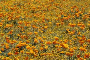 Tim Fitzharris - California Poppies and Golden Yarrow California