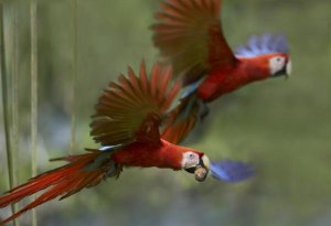 Tim Fitzharris - Scarlet Macaw pair flying with palm fruit, Costa Rica