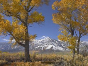 Tim Fitzharris - Cottonwood trees, fall foliage, Carson Valley, Nevada