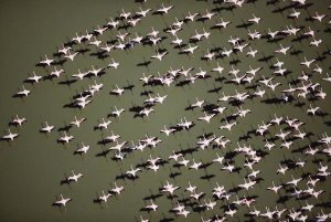 Tim Fitzharris - Lesser Flamingo group flock flying over a lake, Kenya