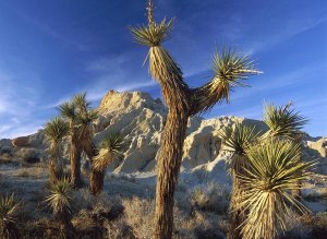 Tim Fitzharris - Joshua Trees in Red Rock Canyon State Park, California