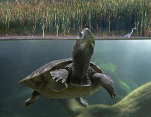 Tim Fitzharris - Turtle breathing at surface, Jurong Bird Park, Singapore