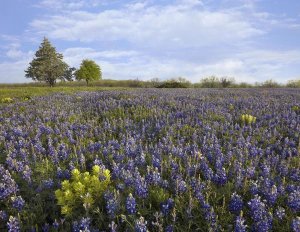 Tim Fitzharris - Bluebonnet and Lemon Paintbrush meadow near Albany, Texas