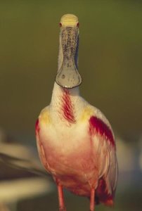 Tim Fitzharris - Roseate Spoonbill adult in breeding plumage, North America