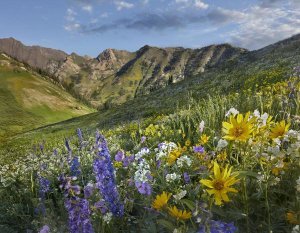 Tim Fitzharris - Larkspur and sunflowers, Albion Basin, Wasatch Range, Utah