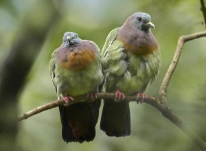 Tim Fitzharris - Pink-necked Green-Pigeon pair, Jurong Bird Park, Singapore