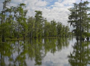 Tim Fitzharris - Bald Cypress swamp, Cypress Island, Lake Martin, Louisiana
