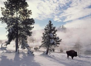 Tim Fitzharris - American Bison in winter, Yellowstone National Park, Wyoming