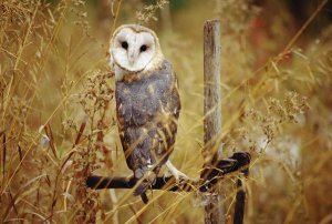 Tim Fitzharris - Barn Owl perching among dry grasses, British Columbia, Canada