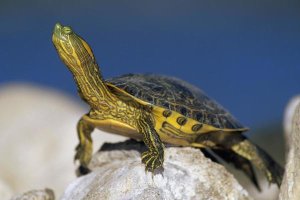 Tim Fitzharris - Yellow-bellied Slider turtle, portrait, on rock, North America