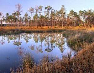 Tim Fitzharris - Pines reflected in pond near Piney Point, Hagen's Cove, Florida