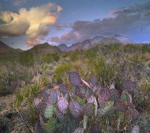 Tim Fitzharris - Opuntia cactus, Chisos Mountains, Big Bend National Park, Texas