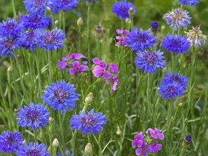 Tim Fitzharris - Cornflower and Pointed Phlox blooming in grassy field, North America