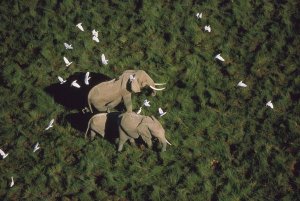 Tim Fitzharris - African Elephant parents and two calves with Cattle Egret flock, Kenya