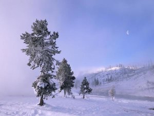 Tim Fitzharris - Snow-covered Pines with half moon in Yellowstone National Park, Wyoming