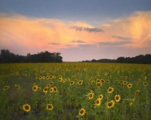 Tim Fitzharris - Common Sunflower field near Flint Hills National Wildlife Refuge, Kansas