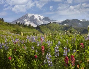 Tim Fitzharris - Paradise Meadow and Mount Rainier, Mount Rainier National Park, Washington
