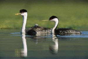 Tim Fitzharris - Western Grebe couple with one parent carrying chick on its back, New Mexico