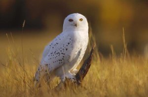 Tim Fitzharris - Snowy Owl adult amid dry grass, circumpolar species, British Columbia, Canada