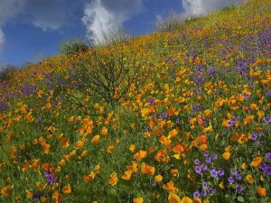 Tim Fitzharris - California Poppy and Desert Bluebells carpeting a spring hillside, California