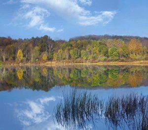 Tim Fitzharris - Deciduous forest along Lackawanna Lake, Ricketts Glen State Park, Pennsylvania