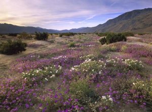 Tim Fitzharris - Sand Verbena and Primrose blooming, Anza-Borrego Desert State Park, California