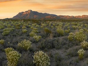 Tim Fitzharris - Pepperweed meadow beneath El Capitan, Guadalupe Mountains National Park, Texas