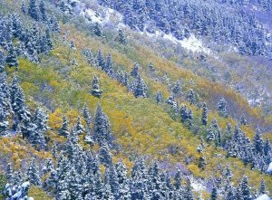 Tim Fitzharris - Aspen and Spruce trees dusted with snow, Rocky Mountain National Park, Colorado