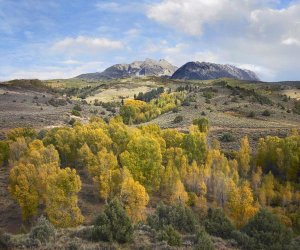 Tim Fitzharris - Quaking Aspen forest and Chair Mountain in autumn, Raggeds Wilderness, Colorado