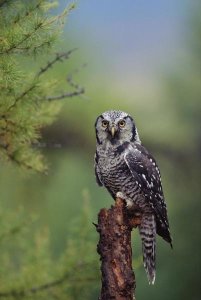 Tim Fitzharris - Northern Hawk Owl perching in a tree, circumpolar species, British Columbia, Canada