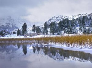 Tim Fitzharris - Reeds growing through frozen surface of June Lake, eastern Sierra Nevada, California