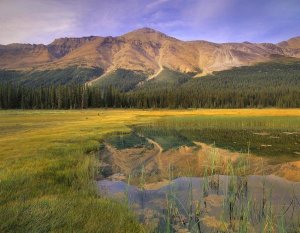 Tim Fitzharris - Observation Peak and coniferous forest reflected in pond, Banff National Park, Alberta