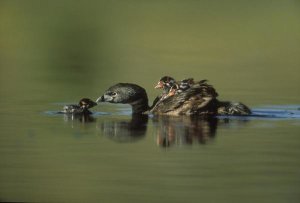 Tim Fitzharris - Pied-billed Grebe parent with two chicks on its back and one learning to swim, New Mexico