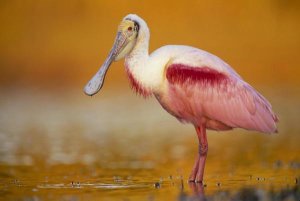 Tim Fitzharris - Roseate Spoonbill adult in breeding plumage standing in golden-colored water, North America
