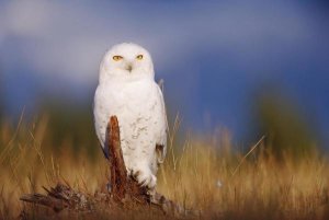 Tim Fitzharris - Snowy Owl adult perching on a low stump in a field of green grass, British Columbia, Canada