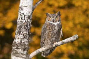 Steve Gettle - Great Horned Owl, Howell Nature Center, Michigan